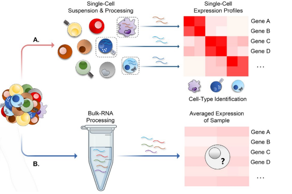 Bulk vs Single Cell