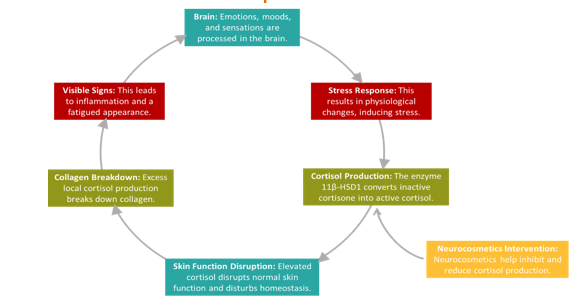 Figure 2: The Stress–Skin Cycle. 