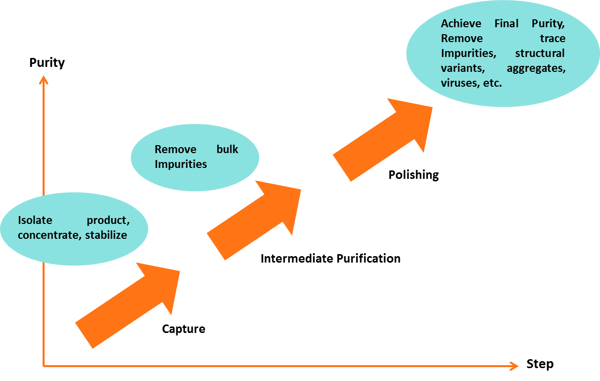 Figure: Three Phase Strategy for Purifying Antibodies