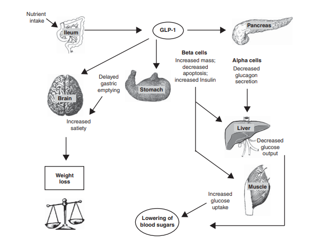 Figure 1: Sources and uses of GLP-1