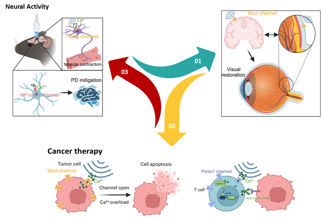 Figure 4: Applications of Sonogenetics